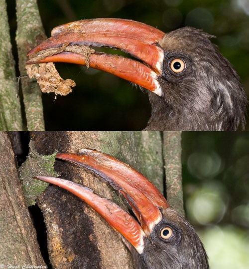 Pieces of dried Bark