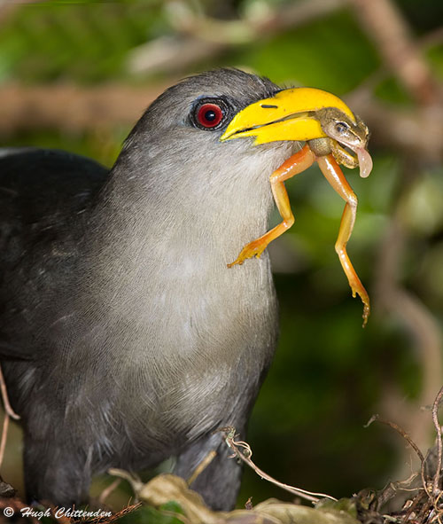 Green Malkoha Prey