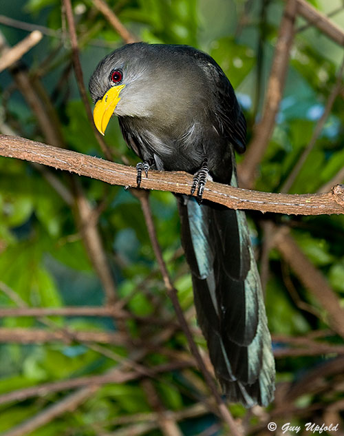 Adult Malkoha