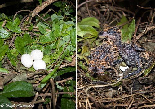 Green Malkoha Nest