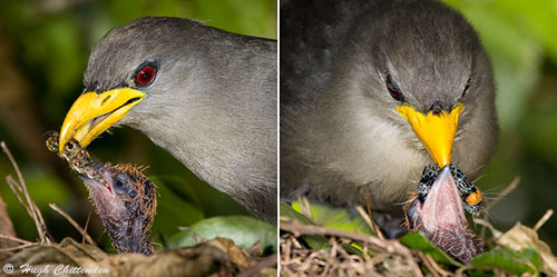 Malkoha prey
