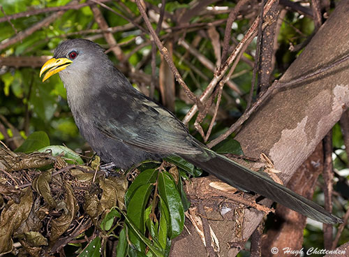 Adult Green Malkoha