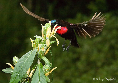 Scarlet-chested Sunbird