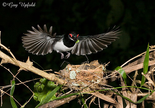 Black-throated Wattle-eye
