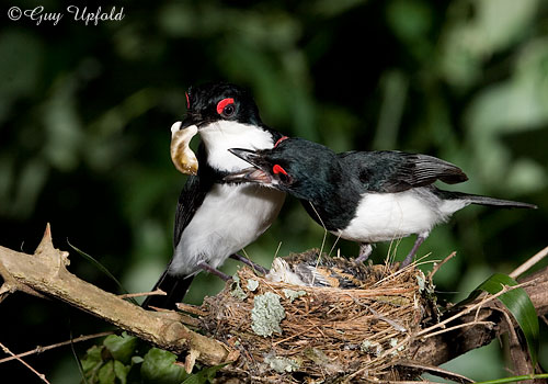 Black-throated Wattle-eye
