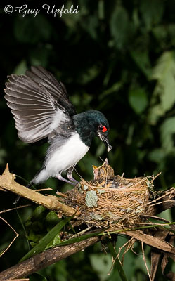 Black-throated Wattle-eye