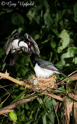 Black-throated Wattle-eye