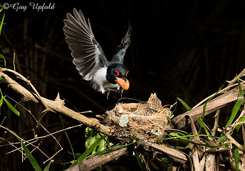 Black-throated Wattle-eye