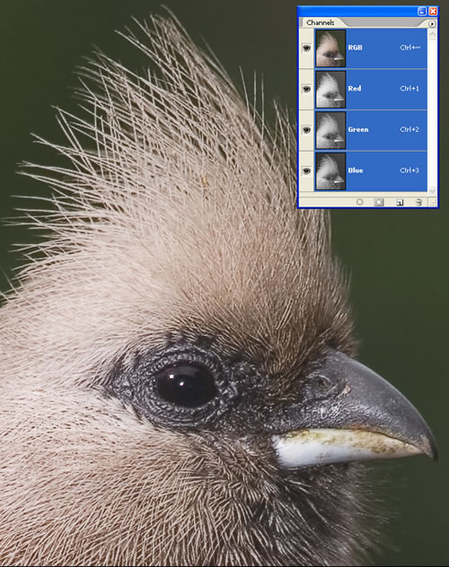 Image with Channels Pallette