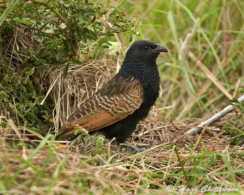 Black Coucal