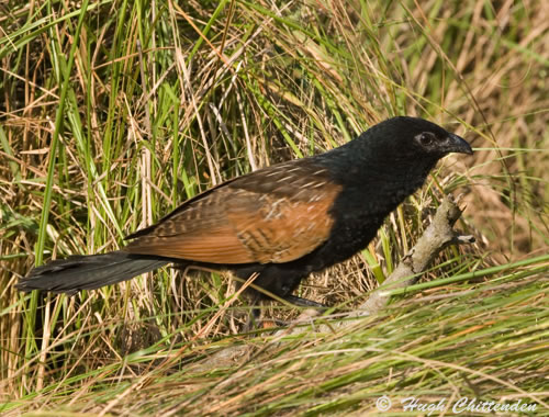 Black Coucal