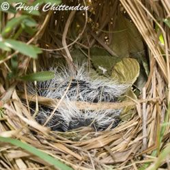 Young coucal chick