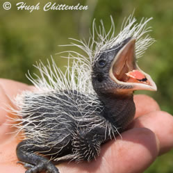 Coucal Chick