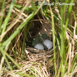 Black Coucal nest