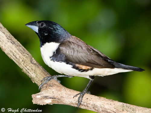 Adult Magpie Mannikin