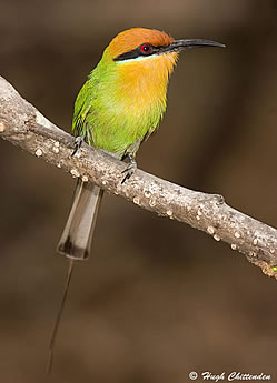 Bohms Bee-eater