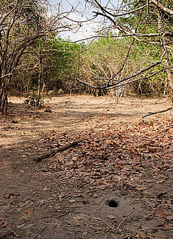 Bohms Bee-eater nest site
