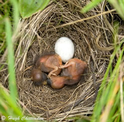 Short-Tailed Pipit chicks