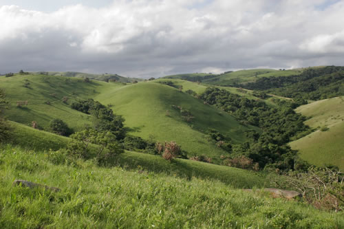 Short tailed Pipit habitat