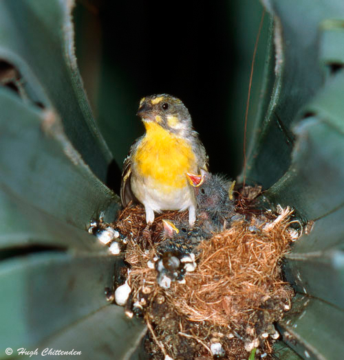 male Lemon-breasted Canary