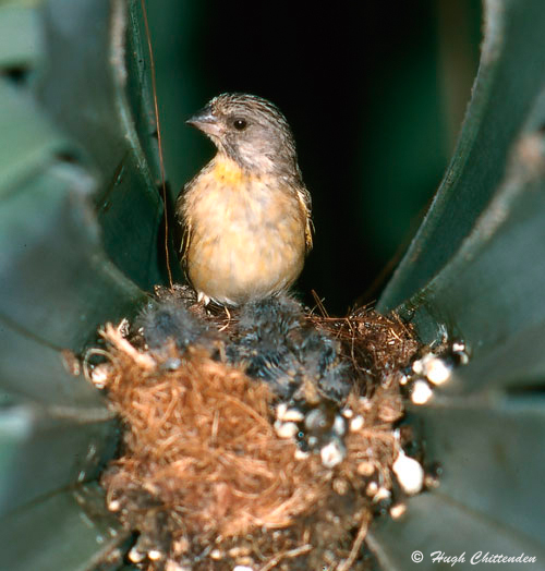 Female Lemon-breasted Canary