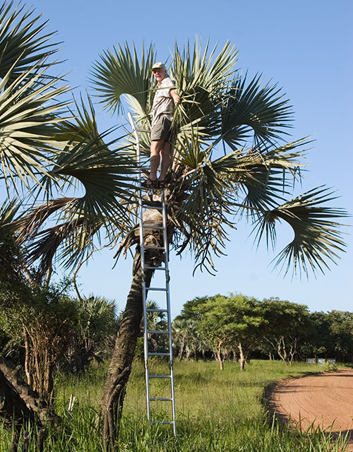 Inspecting a nest 6 m above ground