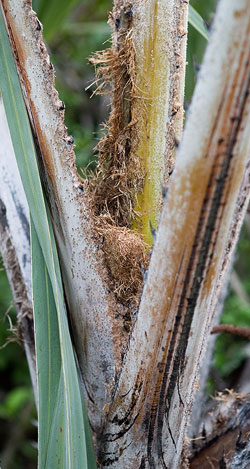Fibre used in construction of base of nest