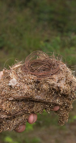 old nest removed from the center of a palm frond