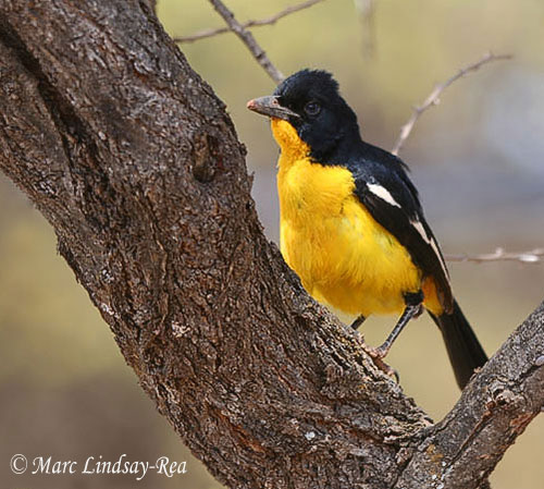 Rare yellow morph Crimson-breasted Shrike