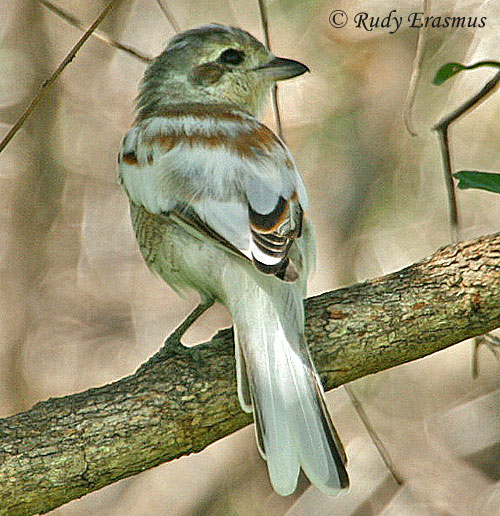 Leucistic Red-backed Shrike