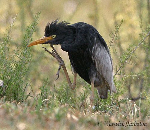 Melanistic Cattle Egret