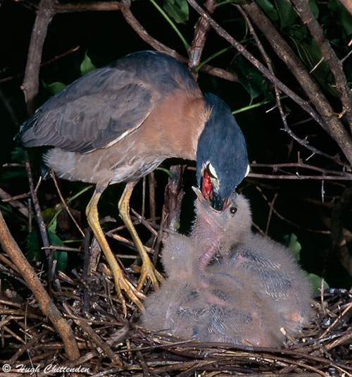 White-backed Night-Heron feeding chicks