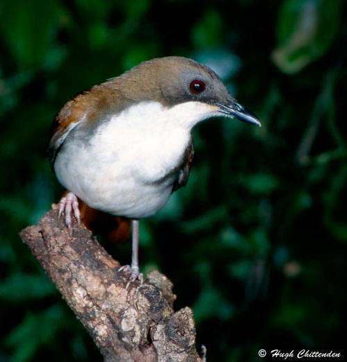 secretive and rare White-chested Alethe