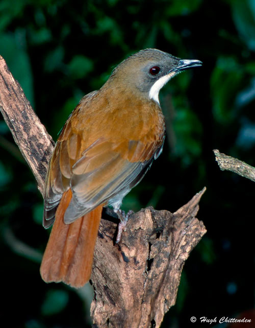 russet upperparts of a White-chested Alethe