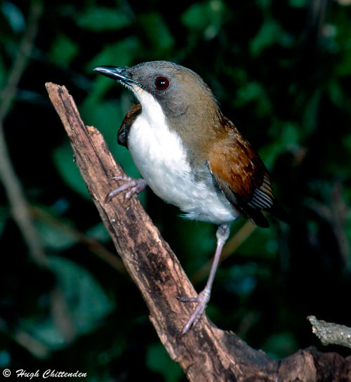 Alethe Snow-white underparts