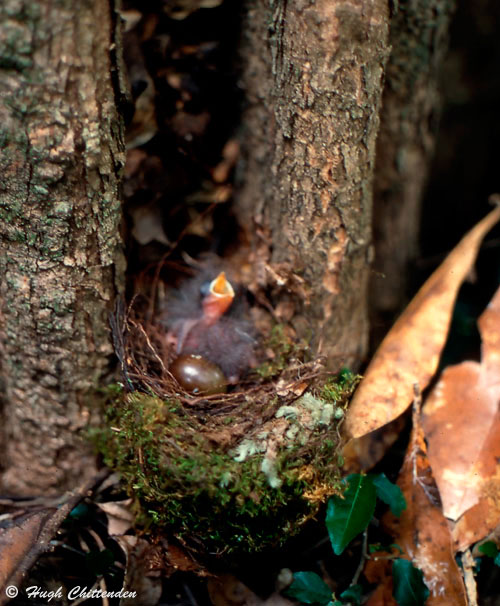 first nest of a White-chested Alethe