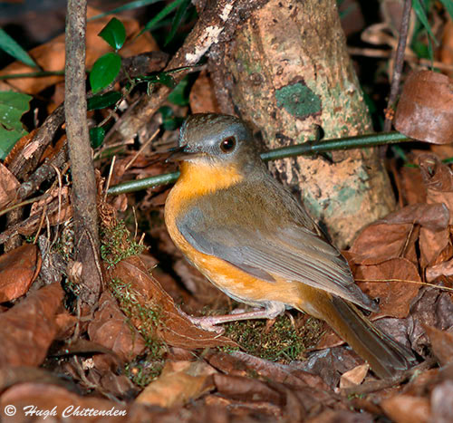An adult East Coast Akalat at its nest entrance