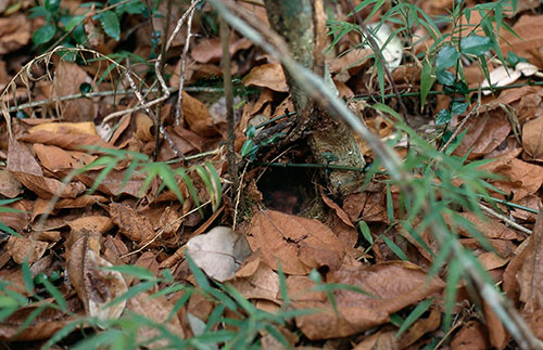 East Coast Akalat Nest