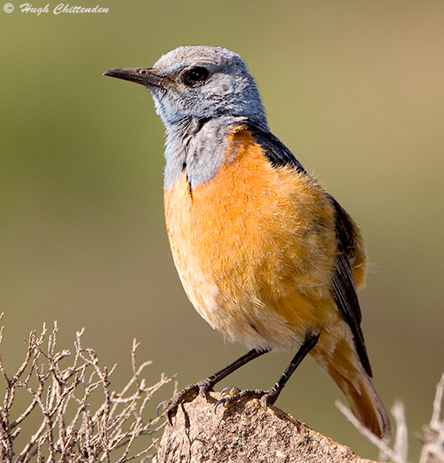 Sentinal Rock-Thrush
