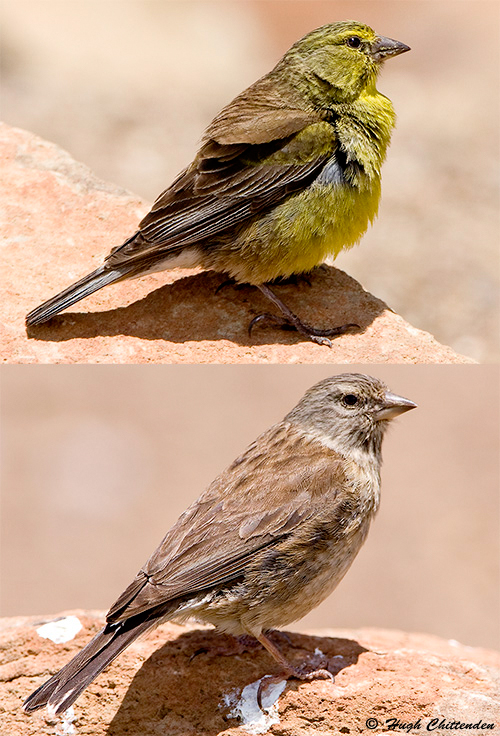 Male and Female Drakensberg Siskin