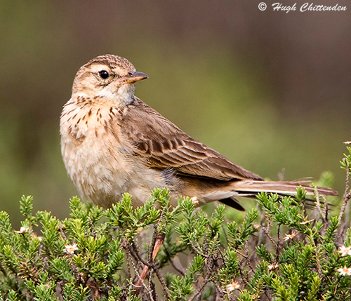 Mountain Pipit