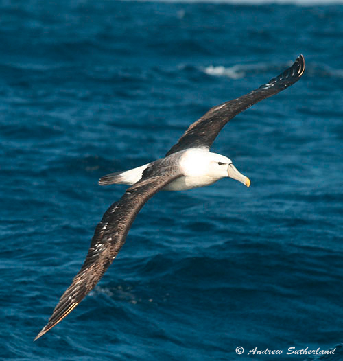 New Zealand race of Shy Albatross