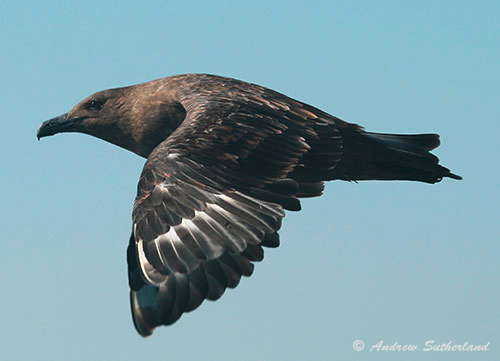 Subantarctic Skua