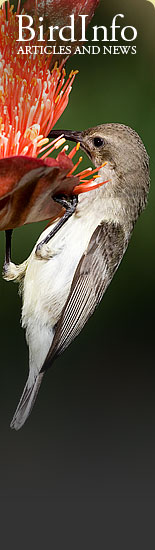 BirdInfo.co.za - Article and news on the Web