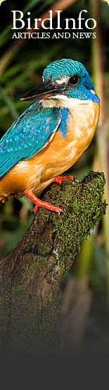 BirdInfo.co.za - Article and news on the Web
