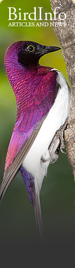 BirdInfo.co.za - Article and news on the Web