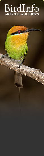 BirdInfo.co.za - Birds Articles and news