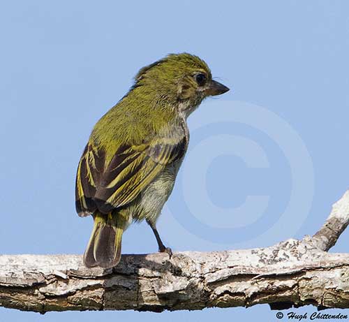 Rear view of a calling bird
