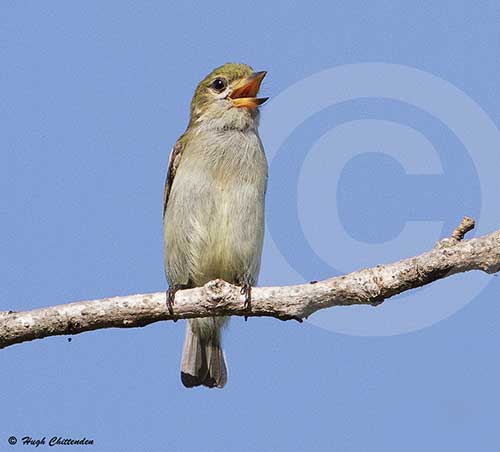 Calling from upper branches of a tree